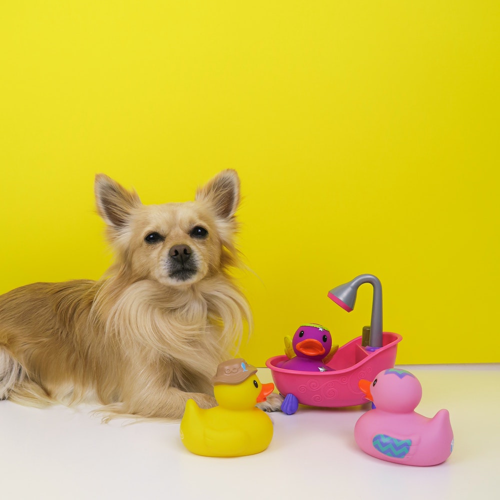 A light brown, long-haired chihuahua sitting next to three rubber duckies. 