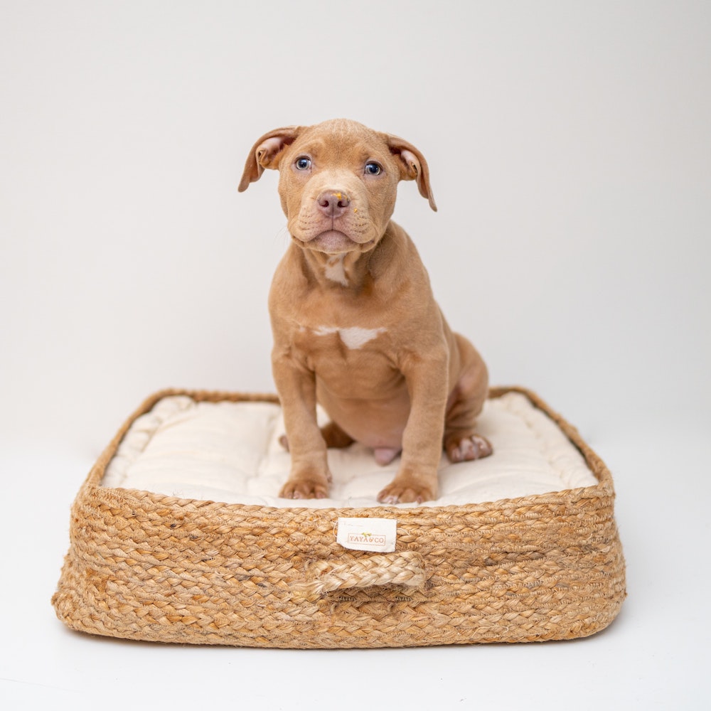 A light brown puppy standing on a white and tan woven pet bed. 