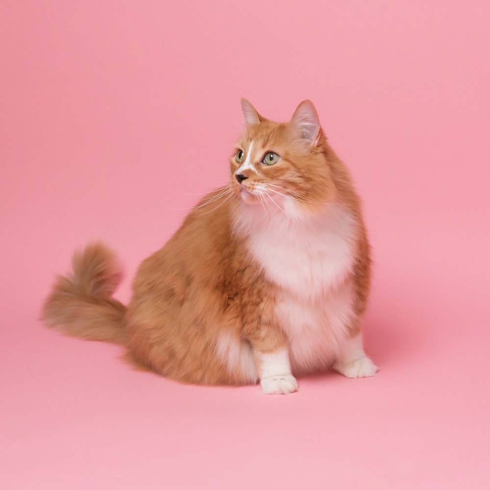 A large long-haired orange cat with a white belly. 