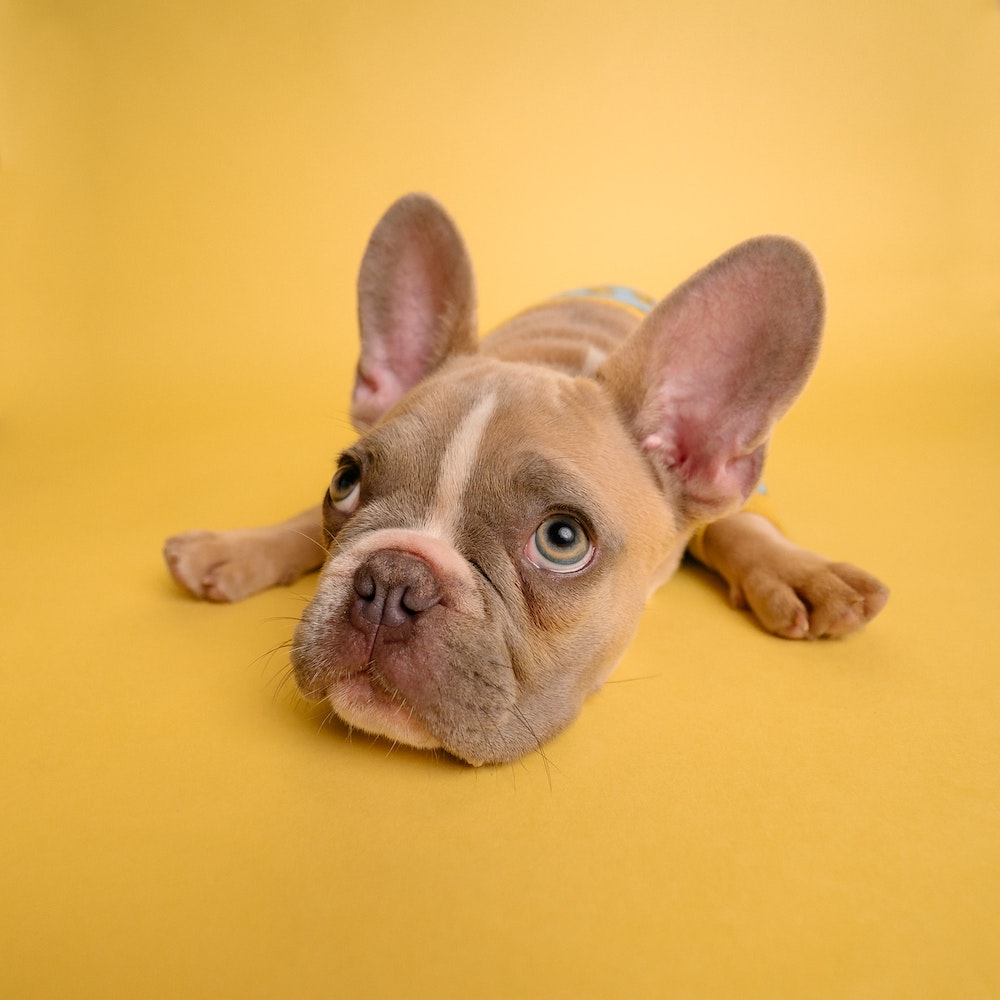 a brown French bulldog puppy laying down and looking up with a hopeful look in its eyes. 