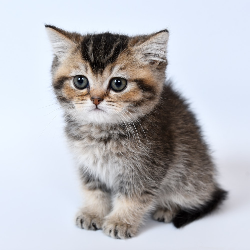 A tabby kitten with green eyes. 