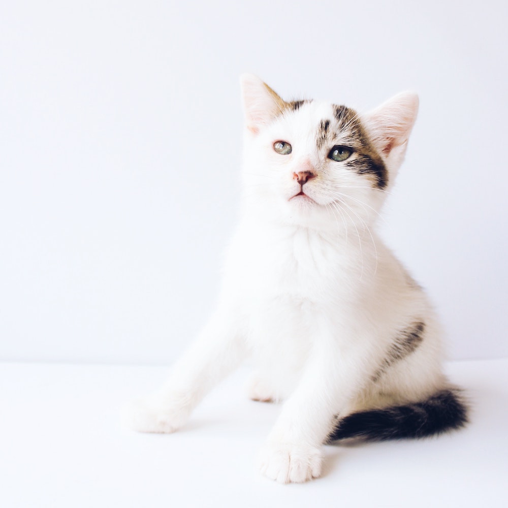 a white kitten with brown and black spots sitting with its paws slightly outstretched. 